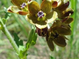 Schizoglossum